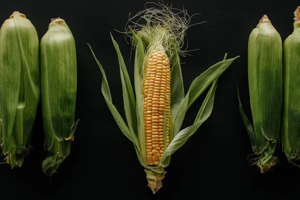 Flat lay with arranged raw fresh corn cobs isolated on black — Stock Photo