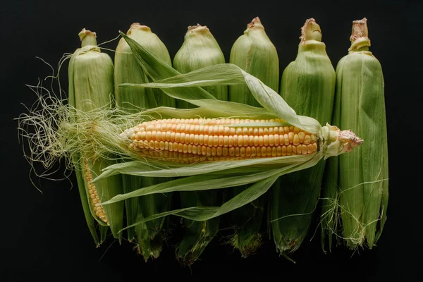 Flache Lage mit arrangierten rohen, frischen Maiskolben isoliert auf schwarz — Stockfoto