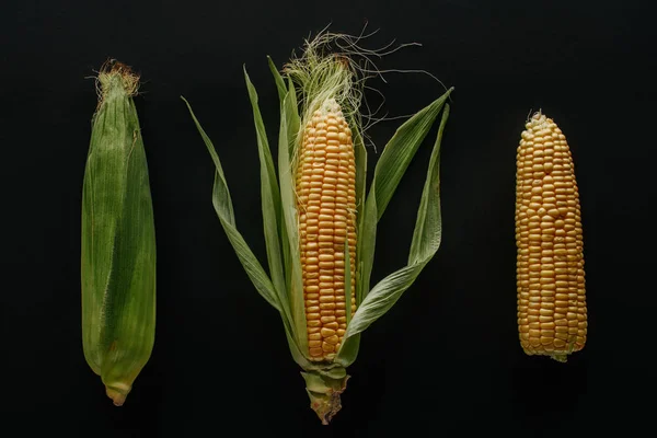 Flat lay with arranged fresh ripe corn cobs isolated on black — Stock Photo