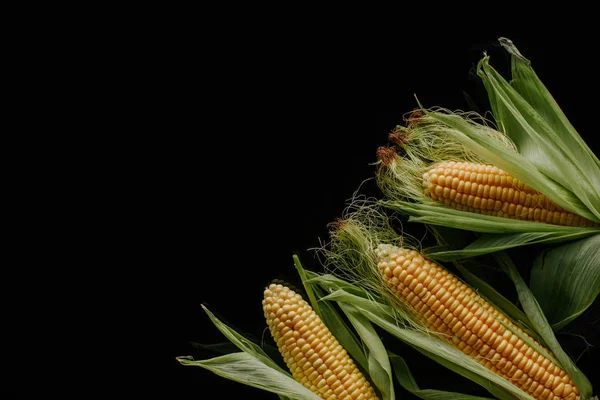 Flat lay with arranged fresh ripe corn cobs isolated on black — Stock Photo