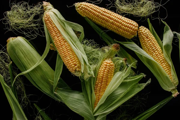 Tendido plano con mazorcas de maíz frescas maduras dispuestas aisladas en negro - foto de stock
