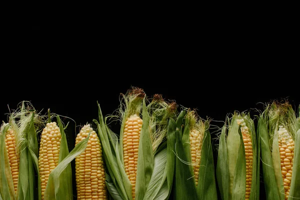 Top view of arrangement of fresh corn cobs isolated on black — Stock Photo