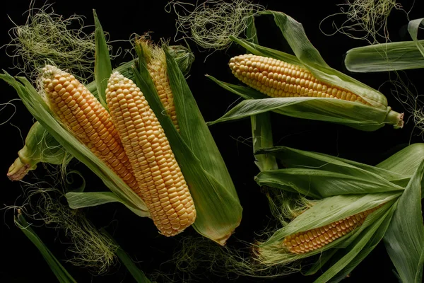 Top view of arrangement of fresh corn cobs isolated on black — Stock Photo