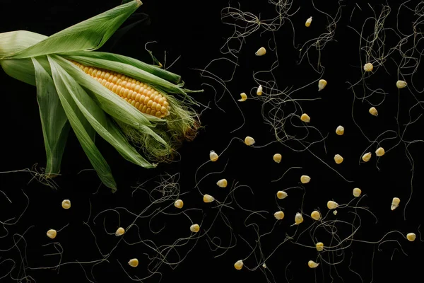 Vue de dessus épi de maïs frais mûr et grains isolés sur noir — Photo de stock