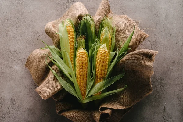 Flat lay with ripe corn cobs on sack cloth on grey concrete tabletop — Stock Photo