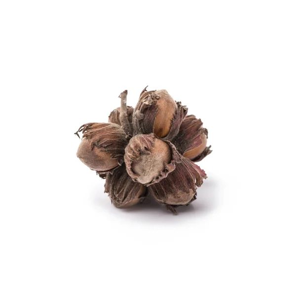 Зрелые фундук в орехи скорлупы изолированы на белом фоне — стоковое фото