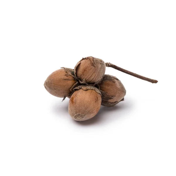 Organic hazelnuts in nutshells isolated on white background — Stock Photo