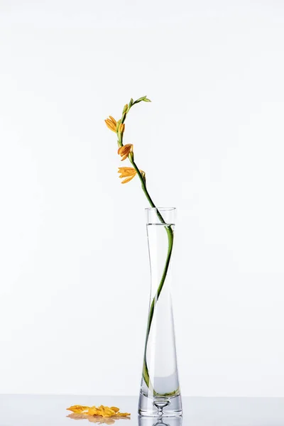 Hermosas flores de lirio naranja en jarrón transparente y pétalos en la superficie blanca - foto de stock