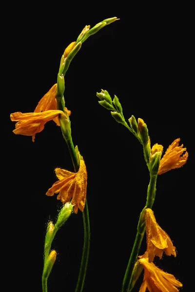 Bellissimi gigli arancioni bagnati e boccioli su steli verdi isolati su nero — Foto stock