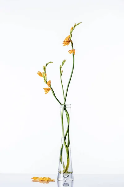 Beaux lis orange sur les tiges vertes dans un vase transparent et pétales sur la surface blanche — Photo de stock