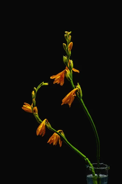 Orange lily flowers and buds on green stems in transparent vase isolated on black — Stock Photo