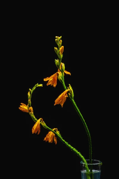 Wet orange lily flowers and buds on green stems in transparent vase isolated on black — Stock Photo