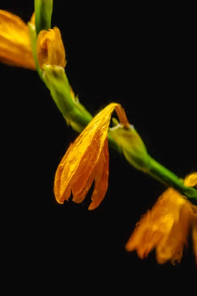 Vista close-up de flores de lírio laranja desbotadas isoladas em preto — Fotografia de Stock