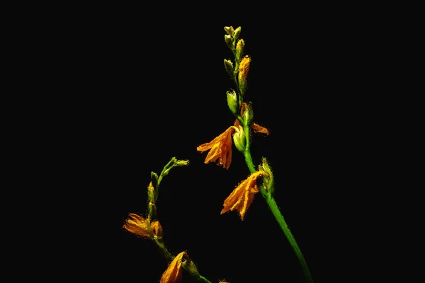 Lindas flores lírio laranja e botões em hastes verdes isolados no fundo preto — Fotografia de Stock