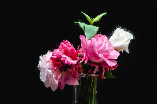 Nahaufnahme schöner nasser rosa und weißer Eustoma-Blüten in transparenter Vase auf schwarz — Stockfoto