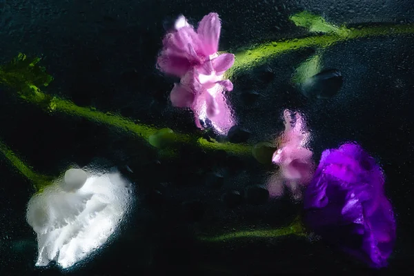 Schöne nasse rosa, blaue und weiße Blüten mit grünen Stielen auf schwarzen — Stockfoto