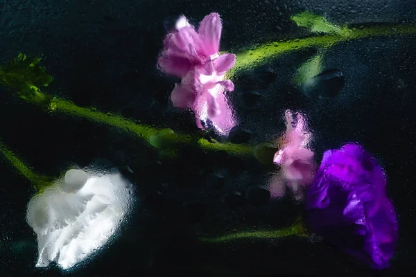 Beautiful wet pink, blue and white flowers with green stems on black — Stock Photo