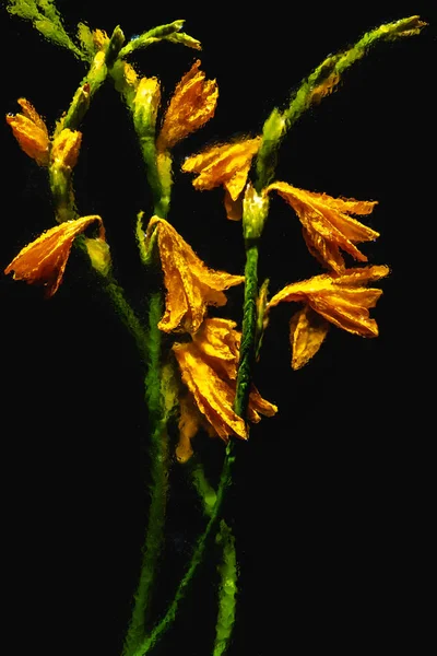 Beautiful wet orange lilies and buds with green stems isolated on black — Stock Photo