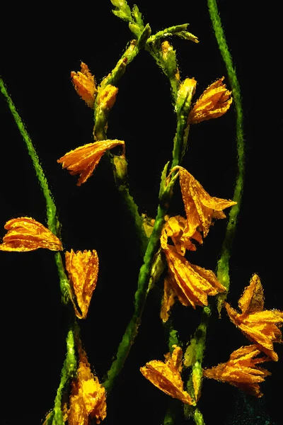 Lindos lírios laranja molhado florescendo e botões com hastes verdes isolados em preto — Fotografia de Stock