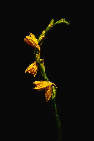 Vista de cerca de hermosas flores de lirio naranja húmedo y brotes aislados en negro - foto de stock