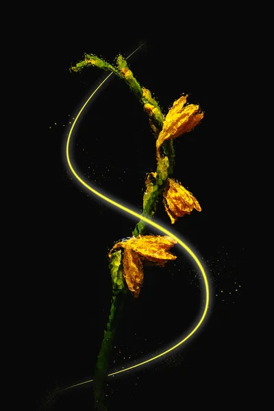 Beautiful wet orange lily flowers and buds with glowing wave isolated on black — Stock Photo