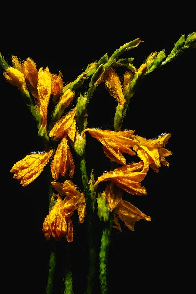 Hermosas flores de lirio naranja húmedo y capullos aislados en negro - foto de stock