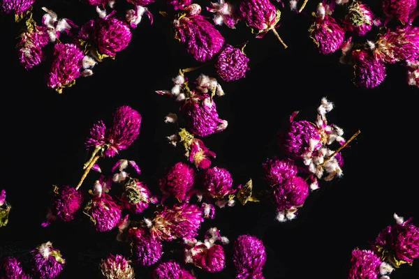 Schöne rosa Kleeblumen isoliert auf schwarzem Hintergrund — Stockfoto