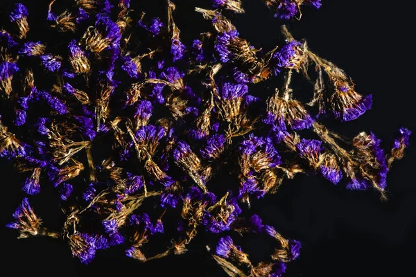 Vue de dessus de belles fleurs sauvages bleues sur fond noir — Photo de stock