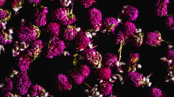 Vue de dessus de belles fleurs de trèfle rose isolées sur noir — Photo de stock