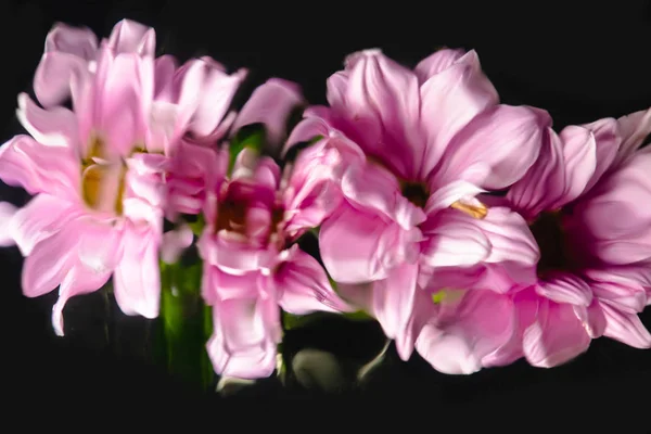 Close-up view of beautiful pink chrysanthemums isolated on black — Stock Photo