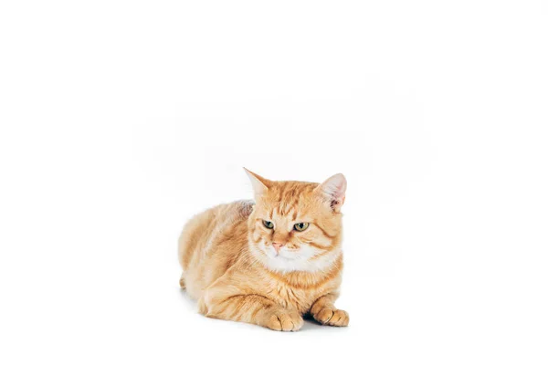 Bonito doméstico vermelho gato deitado isolado no branco — Fotografia de Stock