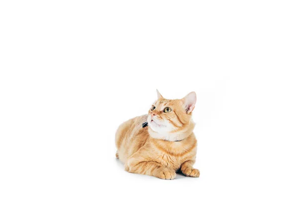 Lindo doméstico jengibre gato mintiendo y mirando arriba aislado en blanco - foto de stock