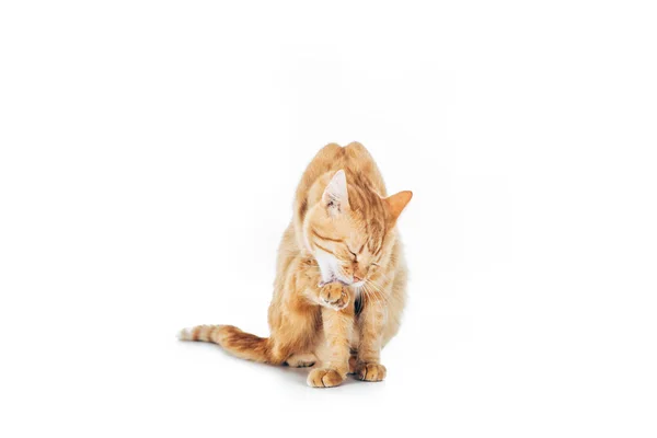Mignon domestique gingembre chat lavage patte isolé sur blanc — Photo de stock
