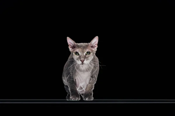 Gato esfinge gris doméstico mirando la cámara aislada en negro - foto de stock