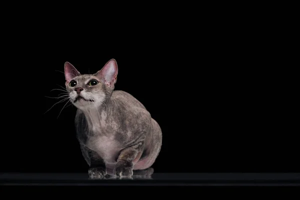 Häusliche graue Sphynx-Katze blickt isoliert auf schwarz — Stockfoto