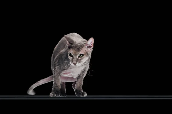 Домашній сірий сфінкс кіт рухається і дивиться ізольовано на чорному — стокове фото