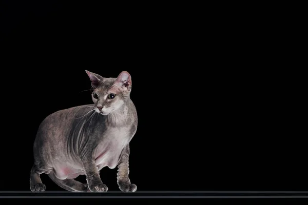 Side view of domestic grey sphynx cat looking away isolated on black — Stock Photo