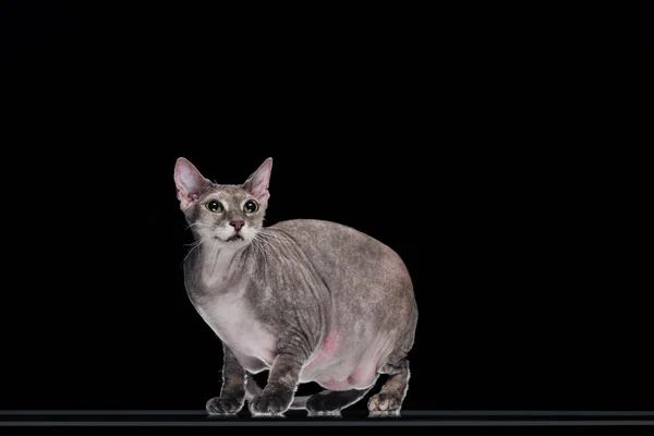 Gato esfinge gris doméstico de pie y mirando hacia arriba aislado en negro - foto de stock