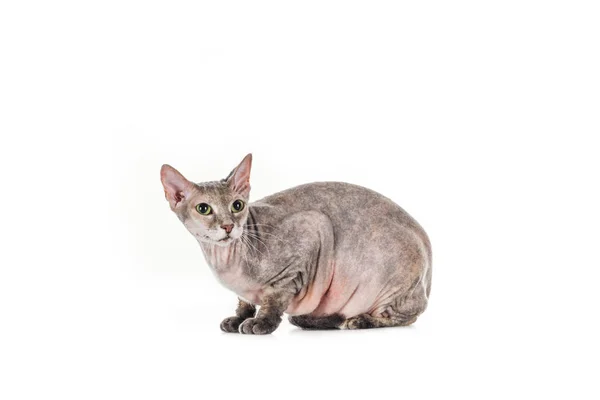 Grey sphynx cat sitting and looking away isolated on white — Stock Photo