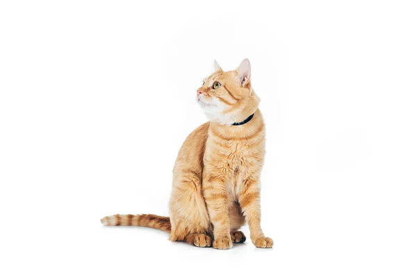 Cute domestic tabby cat with collar looking up isolated on white — Stock Photo