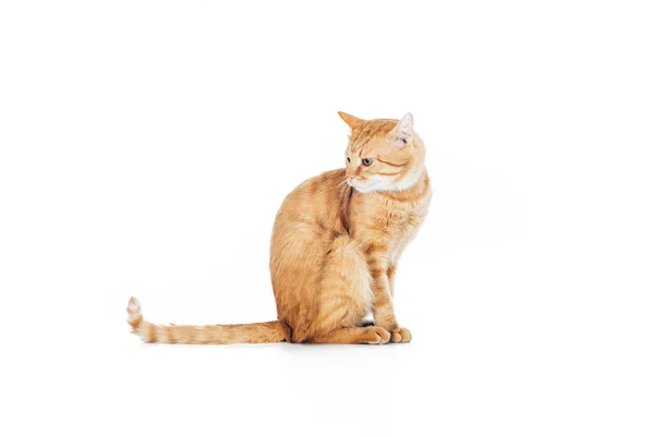 Vista lateral de lindo gato de jengibre doméstico con cola larga sentado aislado en blanco - foto de stock