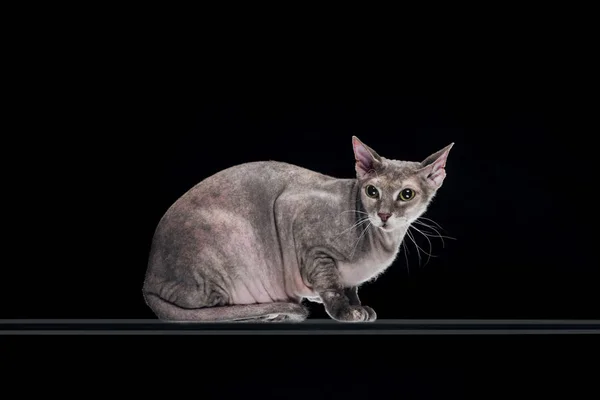 Серая кошка-сфинкс сидит изолированная на черном — стоковое фото