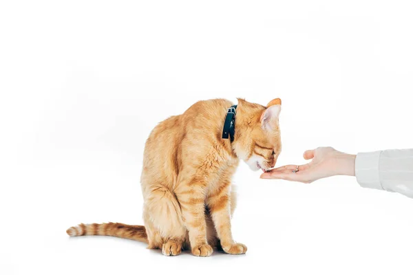 Обрізане зображення жінки, що годує милий домашній імбирний кіт ізольовано на білому — стокове фото