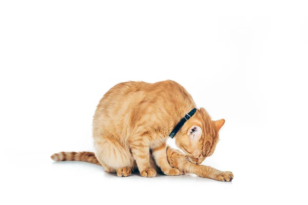 Carino domestico tabby gatto lavaggio zampa isolato su bianco — Foto stock