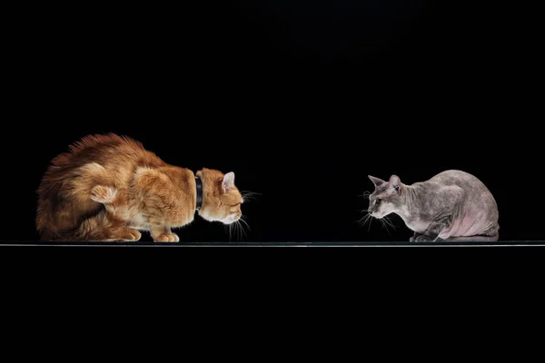 Doméstico gengibre gato e sphynx gato olhando para o outro isolado no preto — Fotografia de Stock