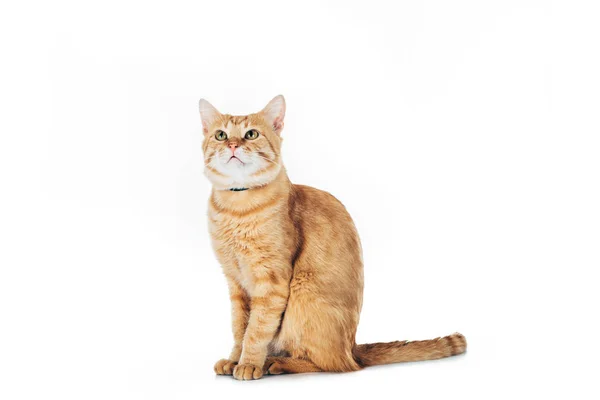 Adorable domestic red cat looking up isolated on white — Stock Photo
