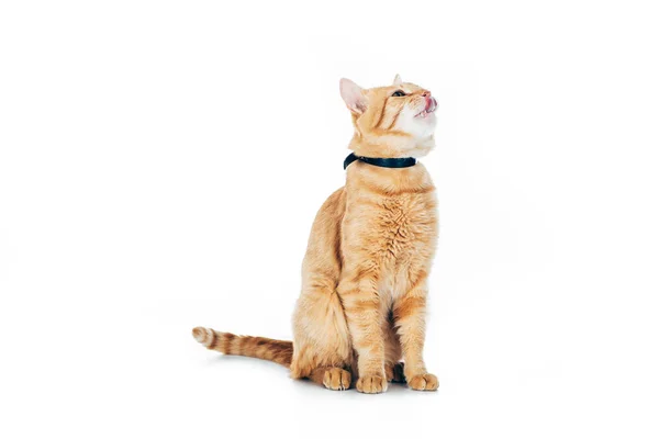 Cute domestic red cat in collar looking up isolated on white — Stock Photo