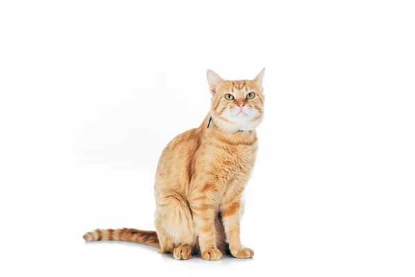 Cute domestic tabby cat looking up isolated on white — Stock Photo
