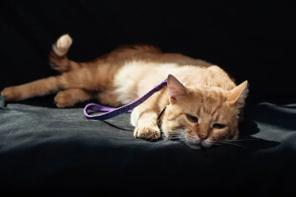 Cute domestic red cat with leash resting on black blanket — Stock Photo
