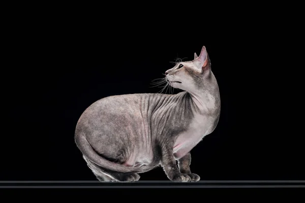 Gato esfinge gris doméstico mirando hacia otro lado aislado en negro - foto de stock